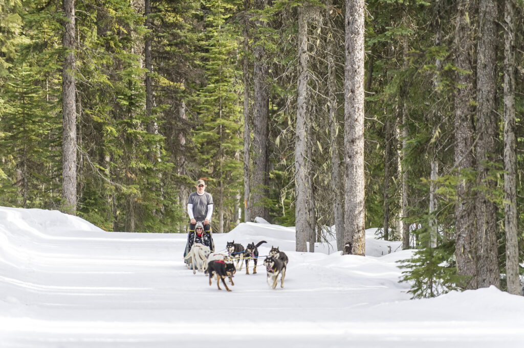 Dog sledding in the winter, there is an individual dog sledding between the trees in the winter.