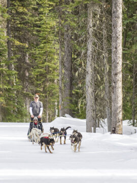 Dog sledding in the winter, there is an individual dog sledding between the trees in the winter.