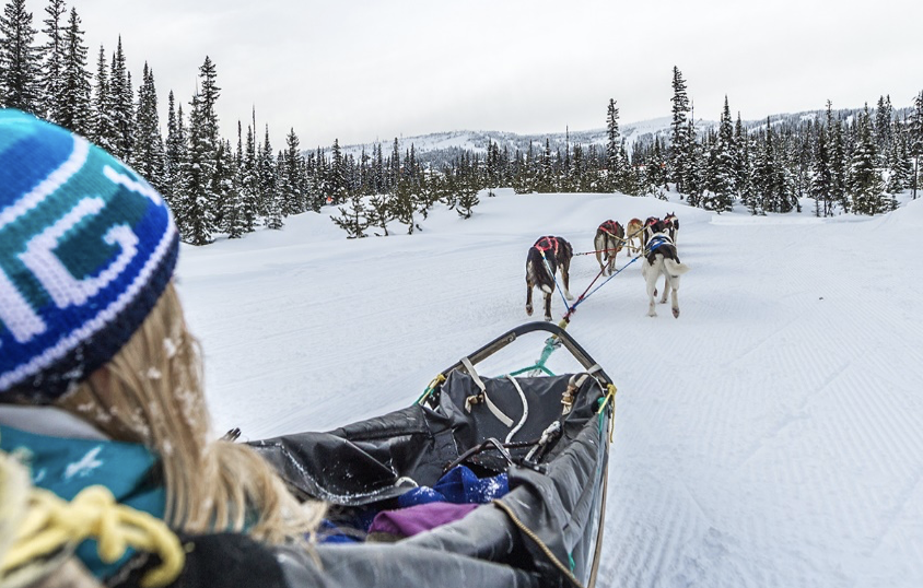 A person in a took rides in a sled that's being pulled by dogs while dog sledding.
