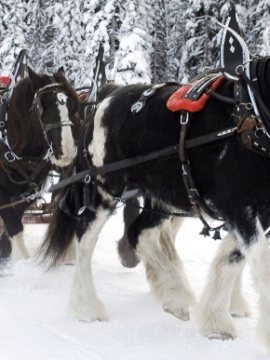 Four large black and white horses pull a sleigh with people on a sleigh ride at Big White Ski Resort on a snowy day.
