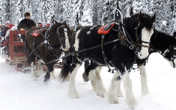 Four large black and white horses pull a sleigh with people on a sleigh ride at Big White Ski Resort on a snowy day.