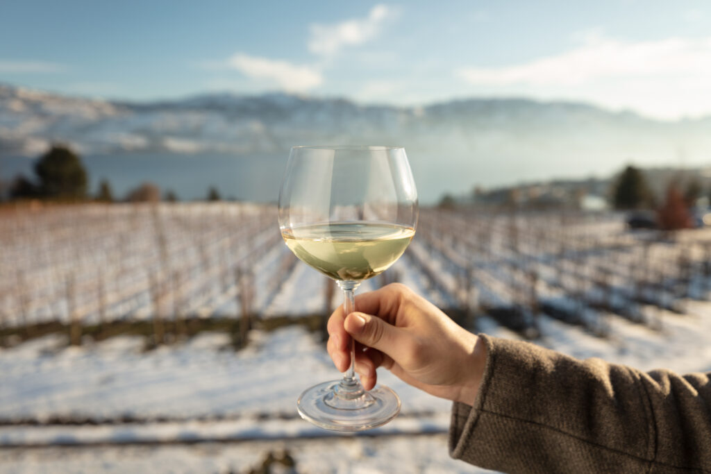 A person's arm and hand, in a warm winter jacket, holds up a large delicate wine glass with white wine while overlooking beautiful snow covered vineyards and Okanagan lake on a sunny winter's day at Quails' Gate Winery. 