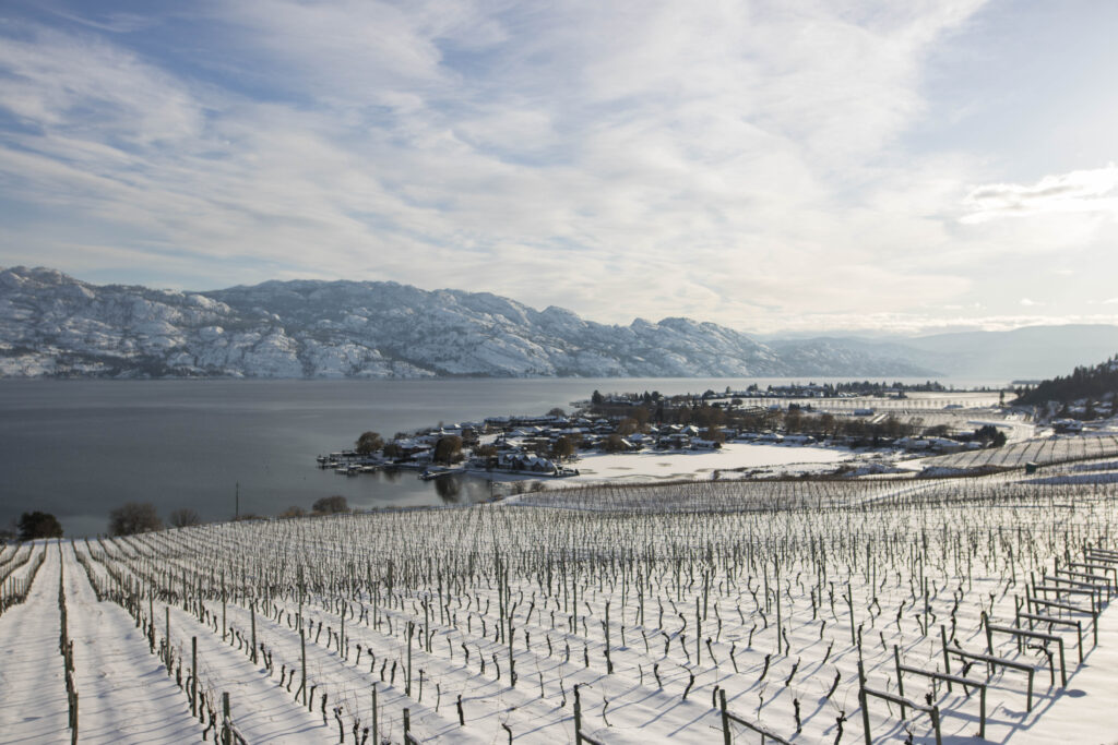 A beautiful view of snow covered vineyards and the Okanagan Lake and mountains in the distance on a snowy winter's day in Kelowna BC at the Quails' Gate Winery vineyards.