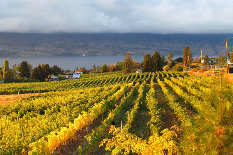 Autumn colors in the vineyard of Little Straw Vineyards in Lakeview Heights along the Westside Wine Trail