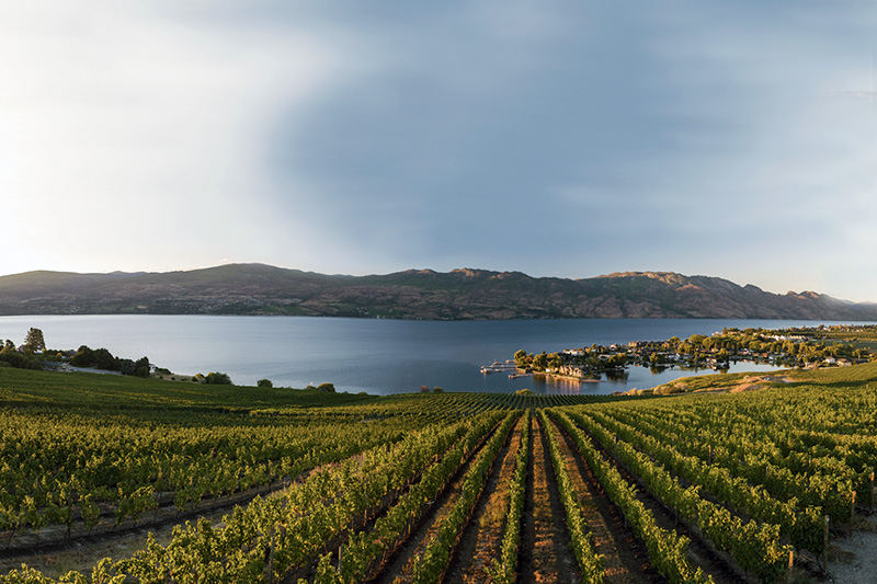 The view of Lake Okanagan from Quails’ Gate Winery vineyards in West Kelowna, BC